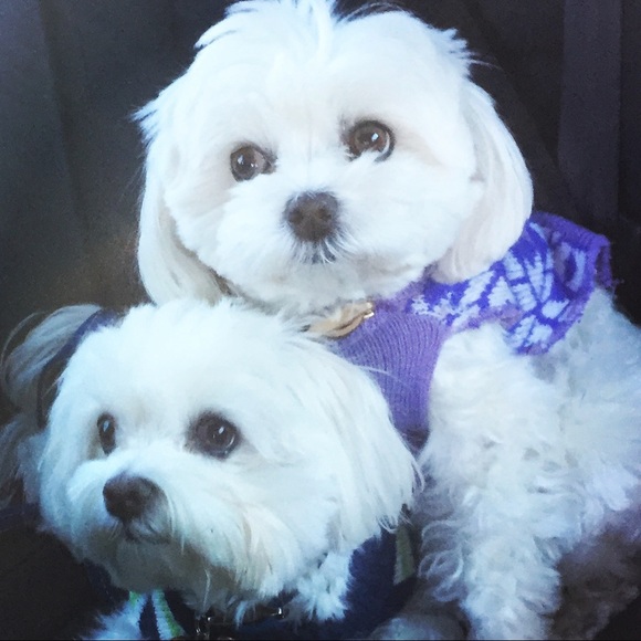 Meet your Posher, Jovita - Picture 2 of 2